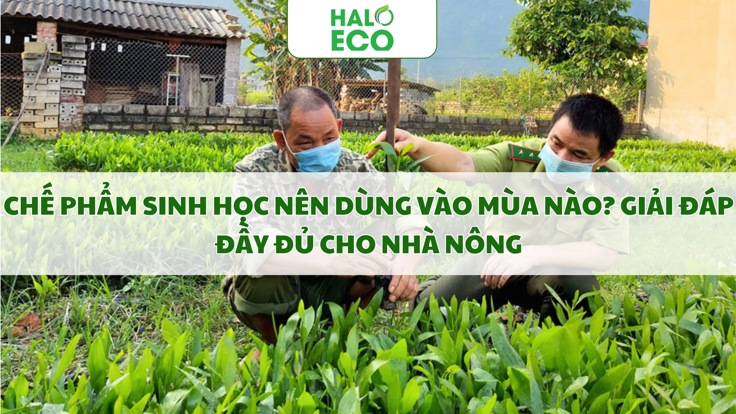 Chế Phẩm Sinh Học Nên Dùng Vào Mùa Nào? Giải Đáp Đầy Đủ Cho Nhà Nông