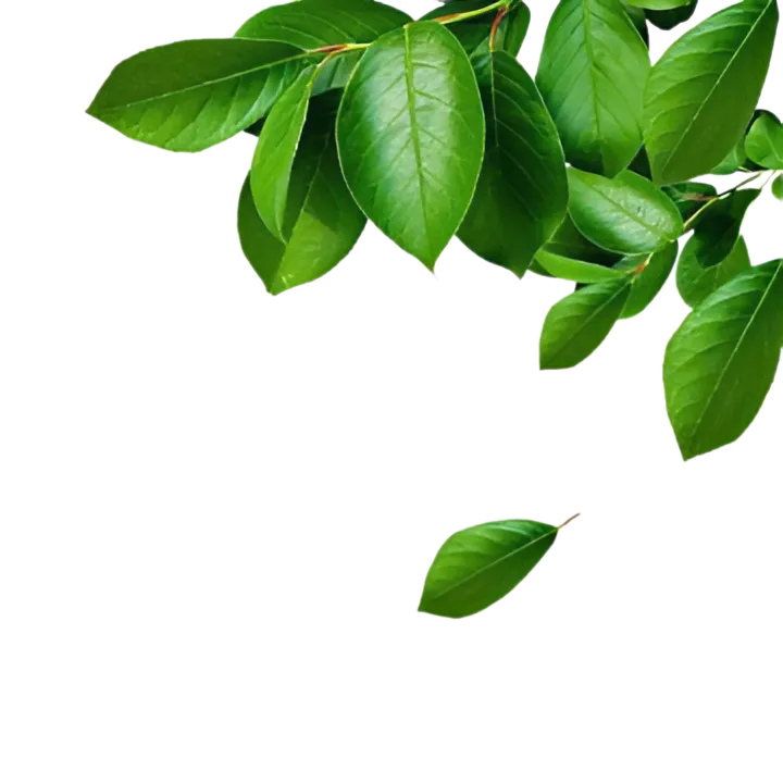 ảnh about